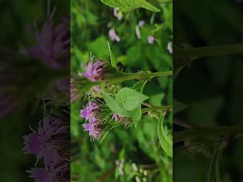 beautiful flowers 🌷
