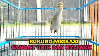 Download lagu BURUNG CIKRAK KUTUB GACOR‼️suara unik dan syahdu mp3 Download lagu BURUNG CIKRAK KUTUB GACOR‼️suara unik dan syahdu mp3