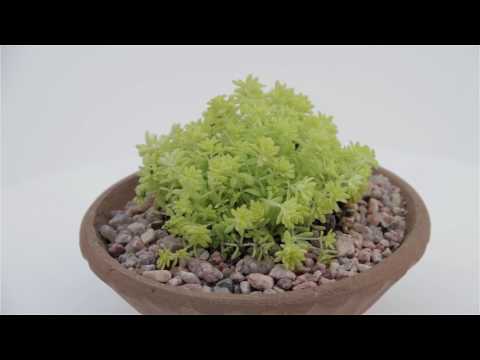 download lagu mp3 mp4 Golden Moss Aurea, download lagu Golden Moss Aurea gratis, unduh video klip Golden Moss Aurea