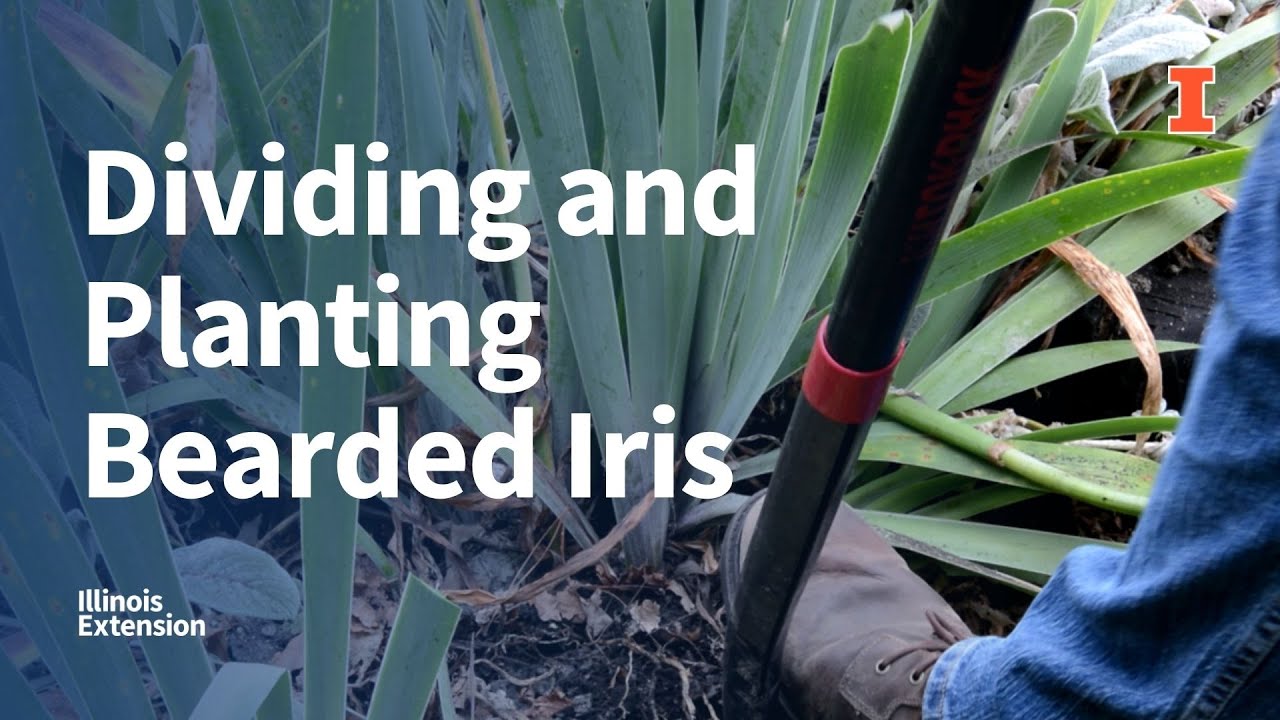 Dividing and Planting Bearded Iris | #GoodGrowing