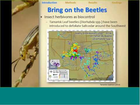 Webinar: Biocontrol and restoration: Effects of saltcedar (Tamarix spp.) management on Virgin River