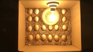 mini incubator for chicken eggs incubators for hatching chicken eggs