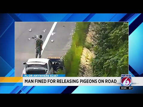 download lagu mp3 mp4 Naked Pigeons Inside, download mp3 Naked Pigeons Inside free downloadn, video klip Naked Pigeons Inside