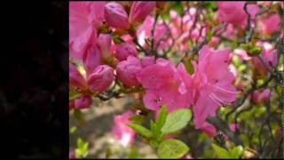 Night Of The Living Dead　：Julia Marcell