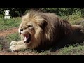 Shamwari S Born Free Sanctuaries In Action