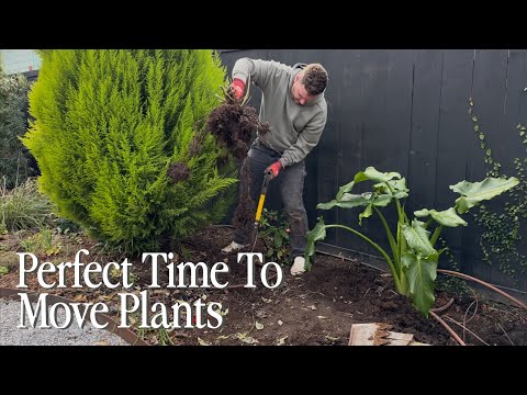 Potting a Lemon Tree and Moving Some Stunning Plants!🌿|| Visit Our Garden