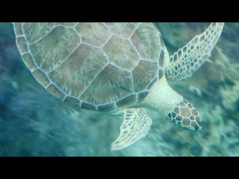 The Phoenix and the Turtle by William Shakespeare | Ep #156