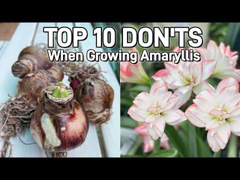 Top 10 DON'Ts When Growing Amaryllis (Hippeastrum) Bulbs | Essential Tips for Beginners