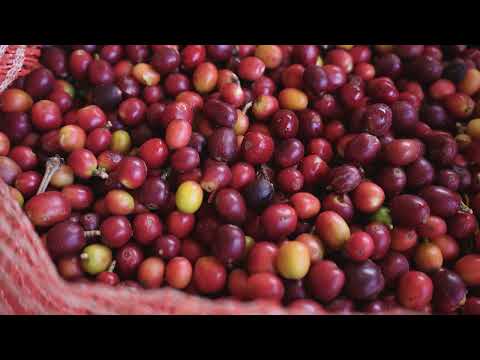 miPáramo Emprende - Café Chopo - ASOCAFEP - Pamplonita, Norte de Santander