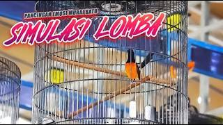 Download lagu LIVE 3 - LATIH MENTAL JAWARA!! SIMULASI SUARA LOMBA MURAI BATU ‼️ mp3