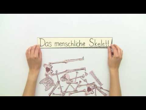 SKELETT DES MENSCHEN | Biologie | Biologie des Menschen (Mittelstufe)