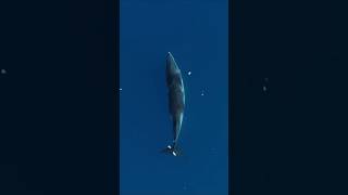 Incredible Whale 🐋 in Antarctica #travel #nature #whale