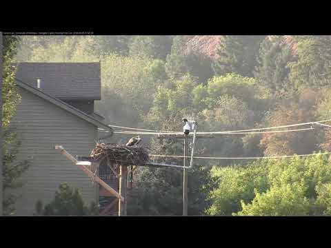Owl pole view of L'el'e fledging @Cornell Hellgate Osprey Nest 08-05-18