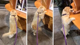 Dog stands up to get ice cream