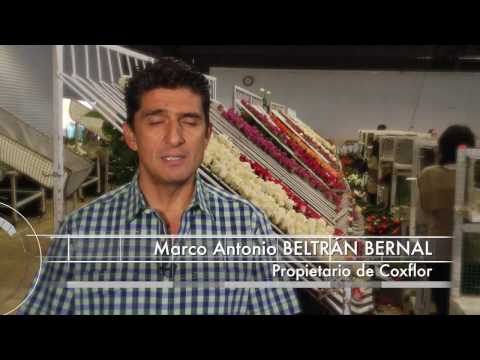 COXFLOR, FLORES ESTADO DE MEXICO