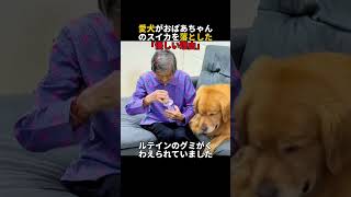 おばあちゃんを守る愛犬#犬のいる暮らし #愛犬 #賢い犬 #ゴールデンレトリバー #感動