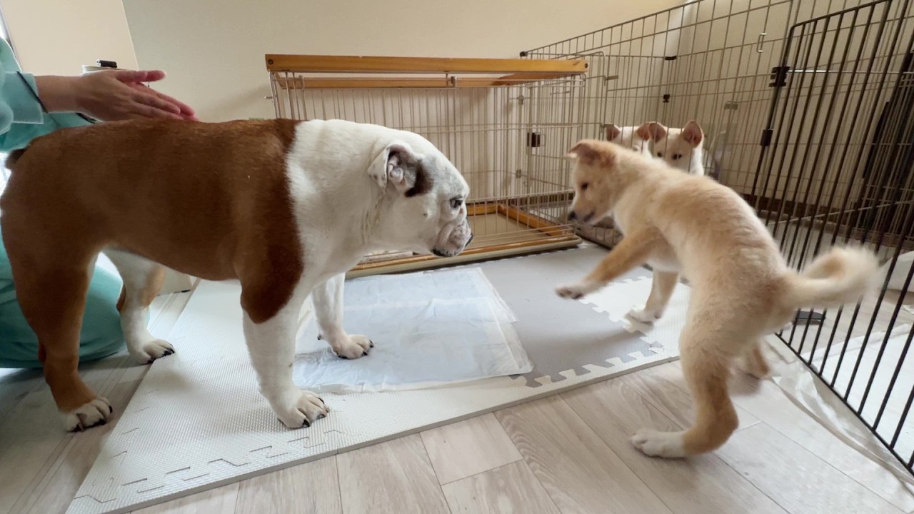 譲渡会の翌日、ほとんど歩けなかった介護犬に信じられない奇跡が起こりました！！