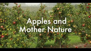 virtual field trip apple orchard