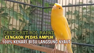 Download lagu kenari gacor panjang Cuit Cuit EMOSI, Pancingan Kenari Paud Belajar Bunyi, terapi AMPUH Kenari MACET mp3
