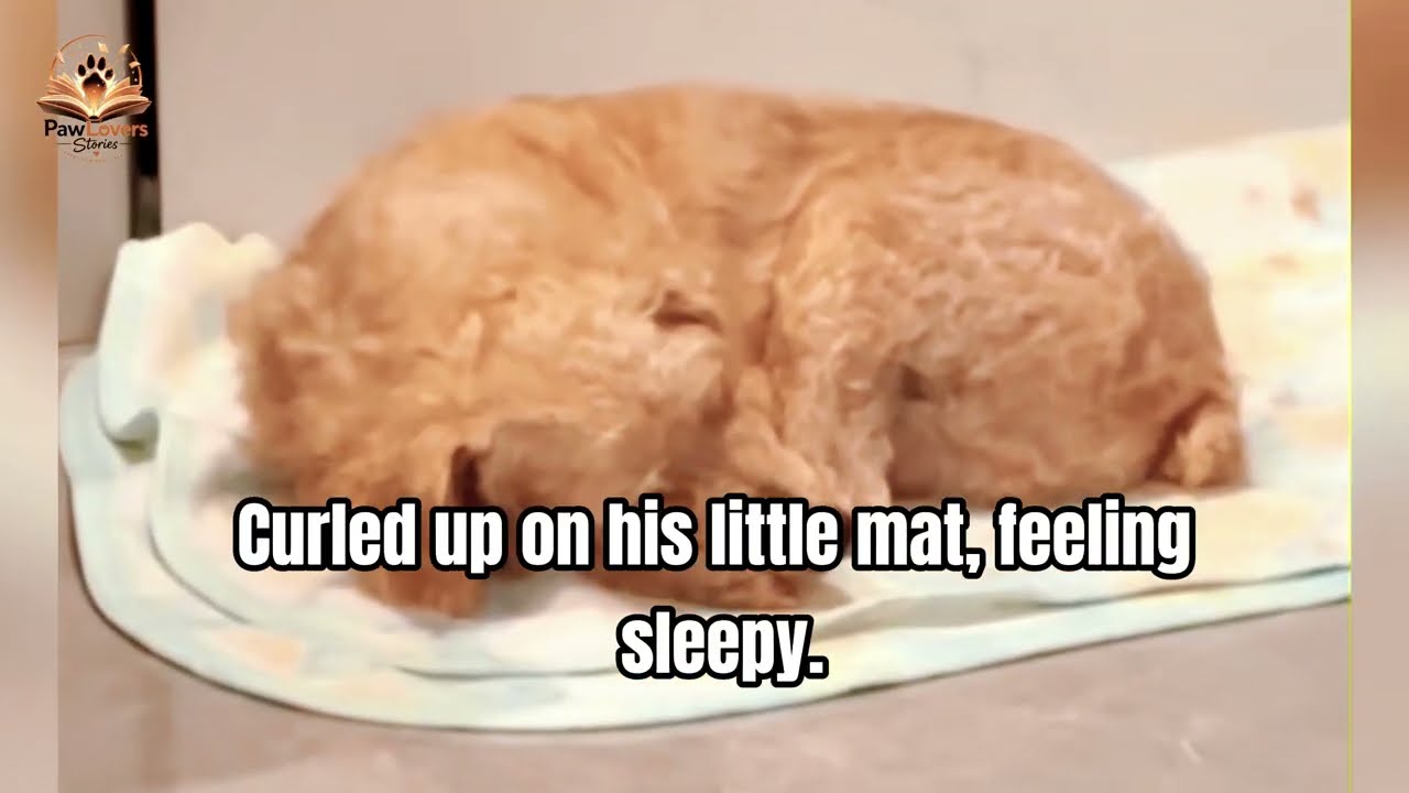 An Old Stray Dog Finally Found Someone Who Wouldn’t Abandon Him