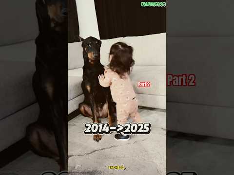 🐕 Dog k9 after 12 year #dog #malinoismonday #k9 #doberman #dogtraining