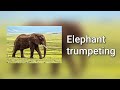 Sound Of Elephant Trumpeting