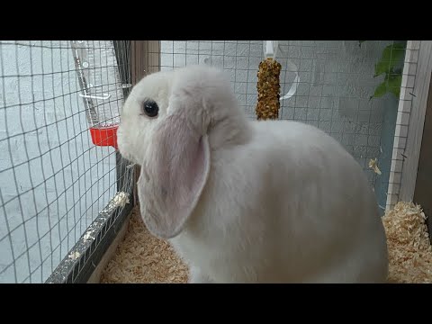 En aften snack rutine med mig og min nye kanin daisy❤️