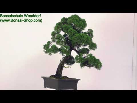 Chinesischer Wacholder, Bonsai, 45 Jahre, 101cm, OJUNCHI451-01