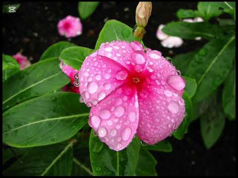 The beauty of flowers with good music. Please subscribe ✌️