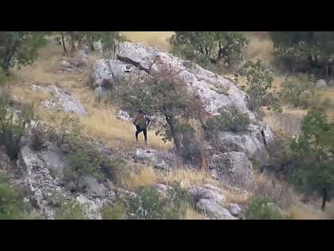 Mir perwer germa mûşê