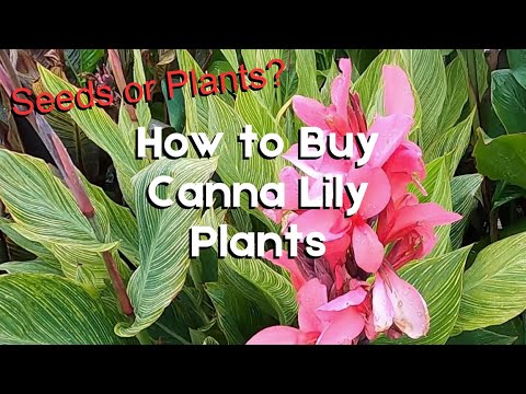 How to Buy Canna Lily Plants | Should You Buy Them as Plants, Rhizomes, or Seeds?