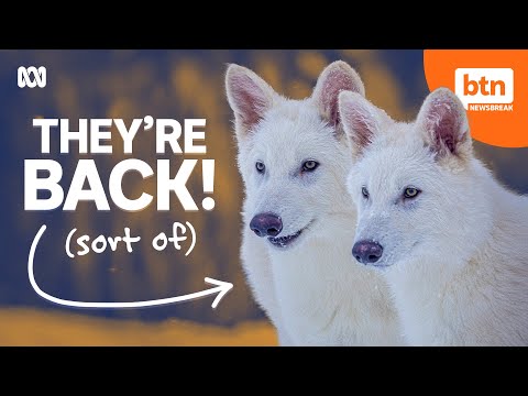 Dire Wolves: Back From Extinction?