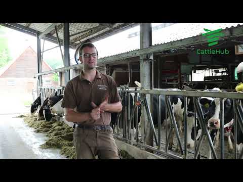 CattleHub - Haus Düsse - Digitalisierung in der Rinderhaltung