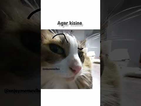 nakal ❌#funny #aestheic #cat #cute