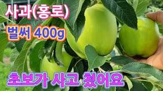사과(홍로) 벌써 400g 대과 만드는 방법은 따로 있다