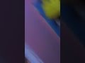 Putrimontok252 Goyang Titok Cantik Gede Banget Zuzunya Like Subscribe Vidioviral Vidiotitok