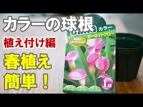 夏の球根をいつ、どのように植えるのですか？シンプルなガイドを自由にご利用いただけます  庭園