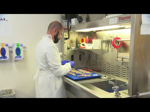 Preventing or postponing dementia could lie in your gut, new local research shows