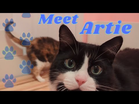 Meet Artie, the Gorgeous and Clever Cat with Big Adorable Eyes!