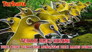 Download lagu Terapi Pleci Koloni TERAMPUH Mengatasi Pleci Males Bunyi Dijamin Pleci Cepat Rajin Bunyi mp3 Download lagu Terapi Pleci Koloni TERAMPUH Mengatasi Pleci Males Bunyi Dijamin Pleci Cepat Rajin Bunyi mp3