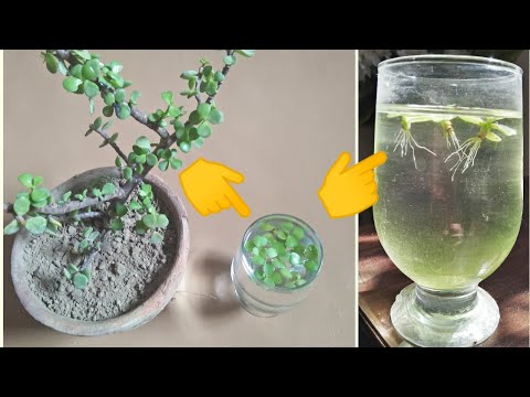 , title : 'Grow Jade Plant ! 3 Simple Methods: By leaf in Water:By Stem in water : By Leaf in Soil