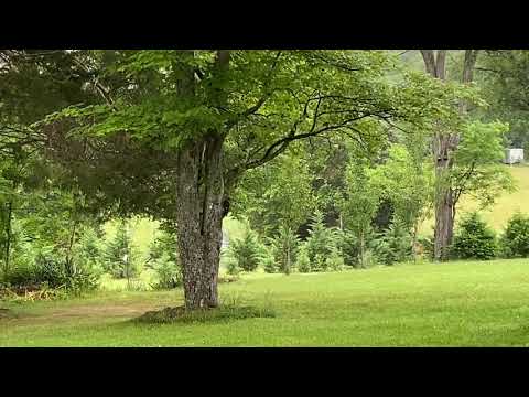 Morning Coffee With An Old Married Couple Of Pileated Woodpeckers The Largest Type In North America!