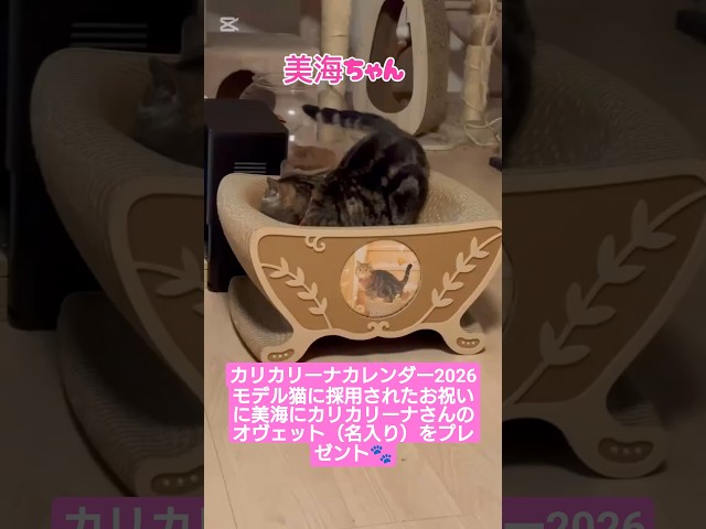 Judge.me YouTube video placeholder