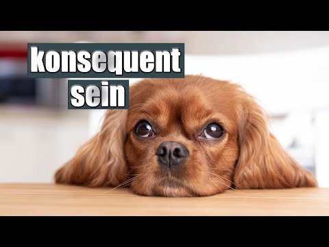 Konsequenz im Hundetraining - wirklich so WICHTIG?