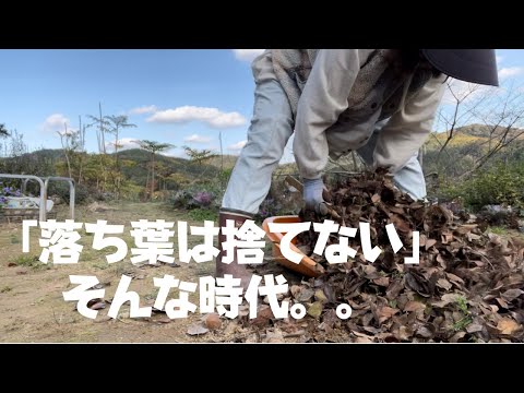 冬のマルチングのメリットとデメリットは何ですか？解読！  庭園