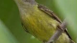 Download lagu Suara pikat Kolibri konin terbang tinggi mp3 Download lagu Suara pikat Kolibri konin terbang tinggi mp3