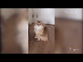 Best Funny Video Compilation 6