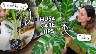 How I Grew My Musa HUGE In Less Than a Year 🌿 Variegated Banana Plant Care