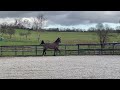 Poulini&egrave;re Selle Fran&ccedil;ais de 5 ans pleine de Vagabond 