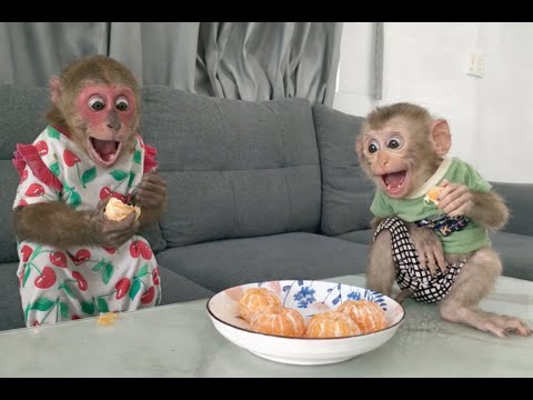 A compilation of the funniest moments and situations of Kobi the monkey 🐵❤️.